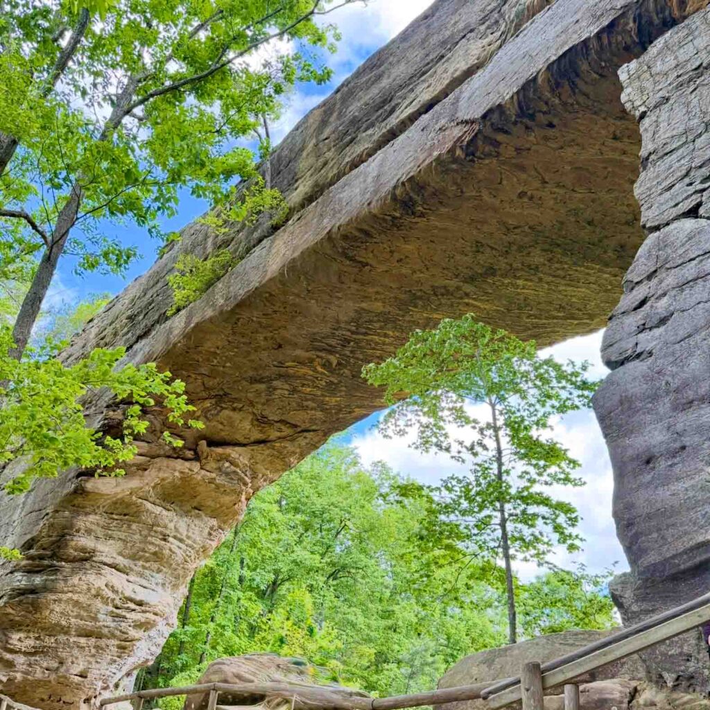 A photographic taken from below and looking up at the famous Natural Bridge in Red River Gorge Kentucky. The photo is taken in early summer with bright green foliage on the trees and a crisp blue sky in the background.
